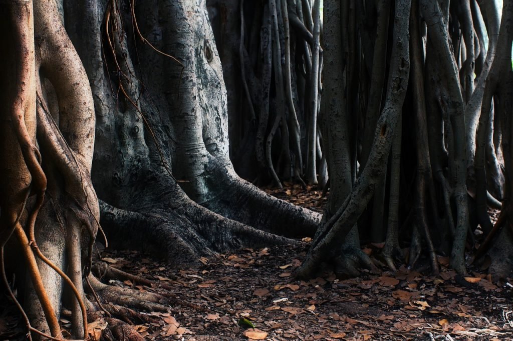trees, roots, australia, unique, strange, different, landscape, nature, outside, outdoors, forest, woods, country, rural, roots, roots, roots, australia, australia, unique, unique, strange, strange, strange, strange, strange, different, different, different