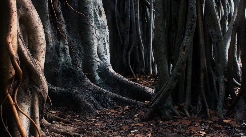 trees, roots, australia, unique, strange, different, landscape, nature, outside, outdoors, forest, woods, country, rural, roots, roots, roots, australia, australia, unique, unique, strange, strange, strange, strange, strange, different, different, different