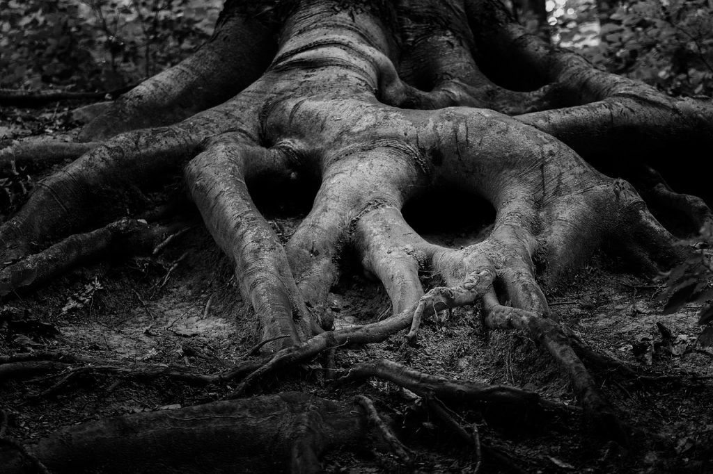 tree, root, forrest