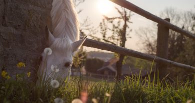 horse, graze, paddock, animal, nature, grass, eat, dandelion, stall, species, fauna, equine, mammal, horse, horse, horse, horse, horse