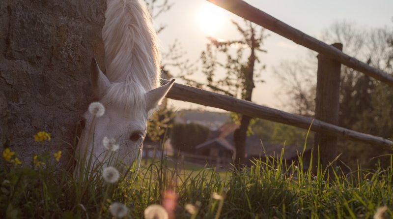 horse, graze, paddock, animal, nature, grass, eat, dandelion, stall, species, fauna, equine, mammal, horse, horse, horse, horse, horse