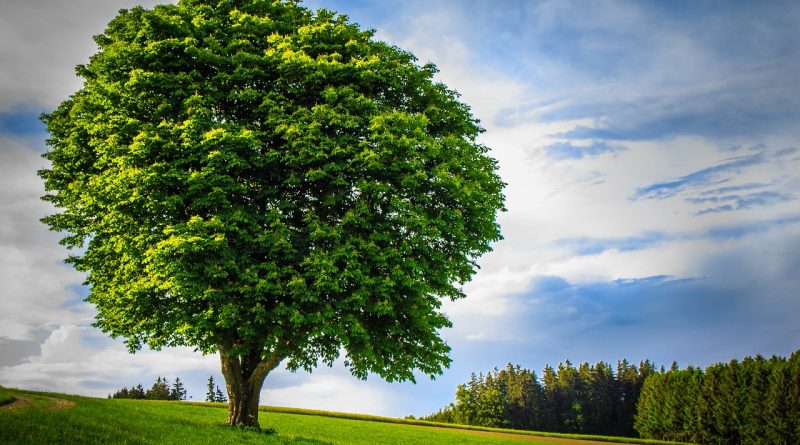 big tree, lonely, handsome