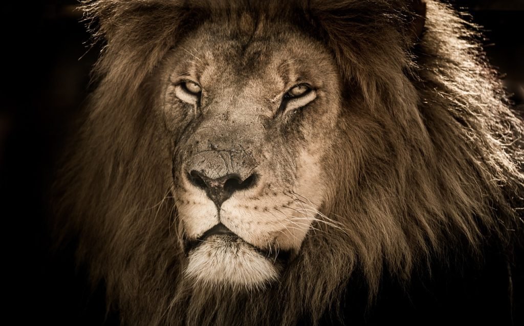 lion male, africa, mane, carnivore, proud, scarred, feline, king, majestic, brown lion, brown king, proud, proud, proud, proud, proud