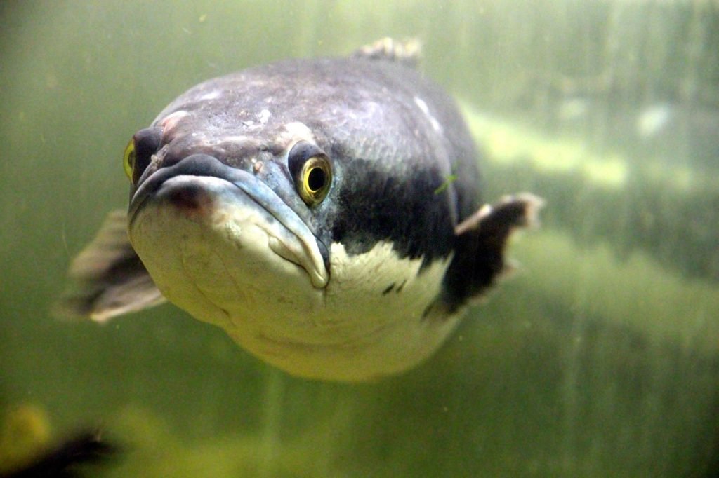 brown snakehead, giant snakehead, giant mudfish, channa micropeltes, fish, animal, sight, disgruntled, contempt, underwater, under the water, freshwater, nature, aquarium, grey, water, eye, mouth, arrogant, giant snakehead, contempt, contempt, contempt, contempt, contempt, arrogant, arrogant, arrogant, arrogant