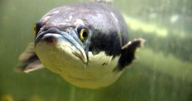 brown snakehead, giant snakehead, giant mudfish, channa micropeltes, fish, animal, sight, disgruntled, contempt, underwater, under the water, freshwater, nature, aquarium, grey, water, eye, mouth, arrogant, giant snakehead, contempt, contempt, contempt, contempt, contempt, arrogant, arrogant, arrogant, arrogant