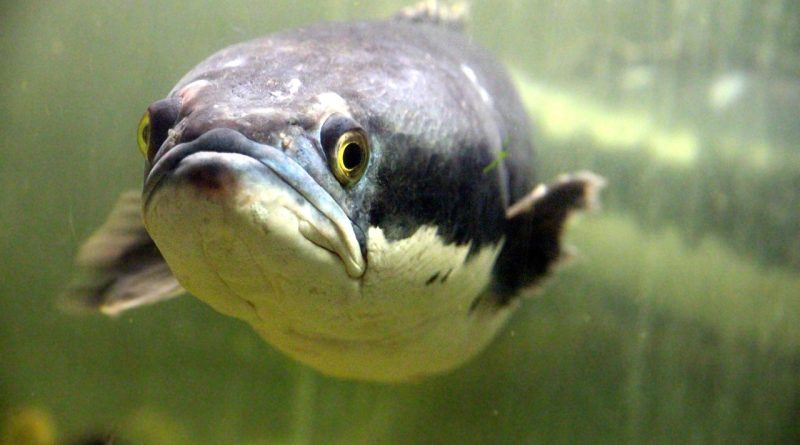 brown snakehead, giant snakehead, giant mudfish, channa micropeltes, fish, animal, sight, disgruntled, contempt, underwater, under the water, freshwater, nature, aquarium, grey, water, eye, mouth, arrogant, giant snakehead, contempt, contempt, contempt, contempt, contempt, arrogant, arrogant, arrogant, arrogant