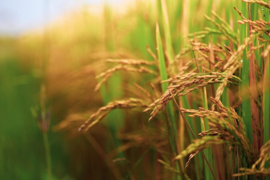 paddy field, paddy, field, food, rice, agriculture, wheat, grain, cereals, nature, cornfield, summer, nutrition, cultivation, landscape, farming, healthy, harvest, crop, india, paddy field, paddy field, paddy, paddy, paddy, paddy, paddy