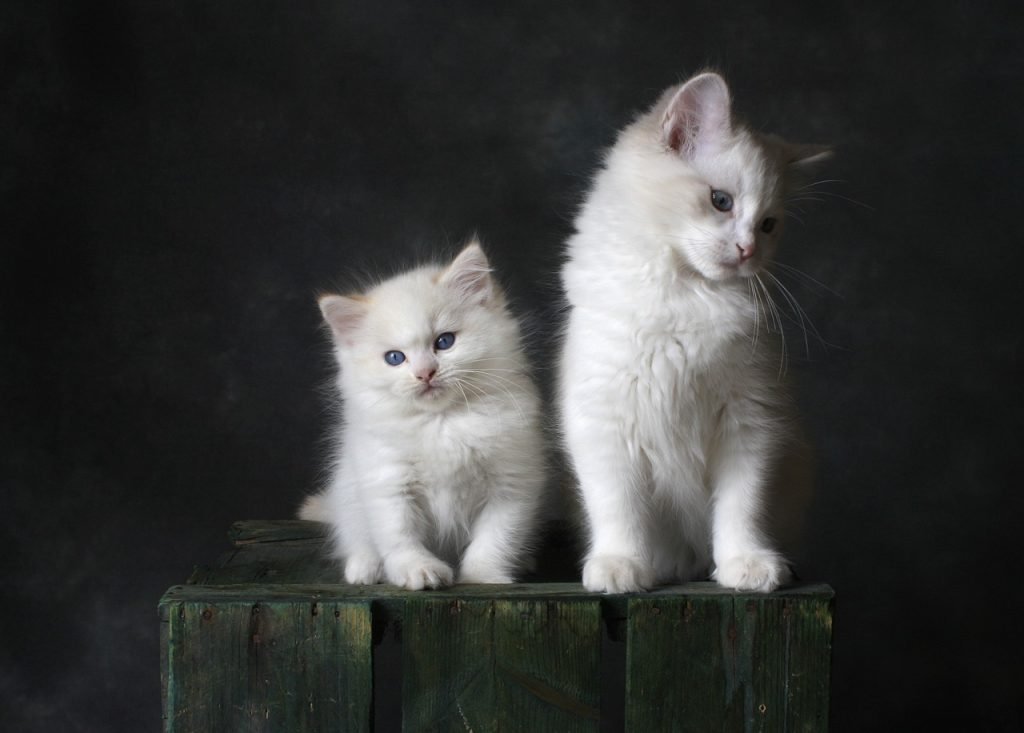cat, kitten, feline