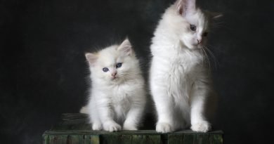 cat, kitten, feline