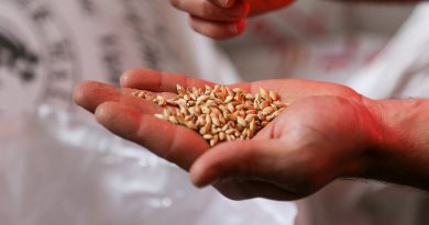 seeds, man hand, nature