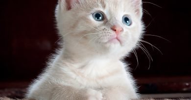 cat, kitten, pet, kitty, young cat, animal, domestic cat, feline, mammal, cute, adorable, portrait, cat portrait, nature, cat, cat, cat, cat, cat