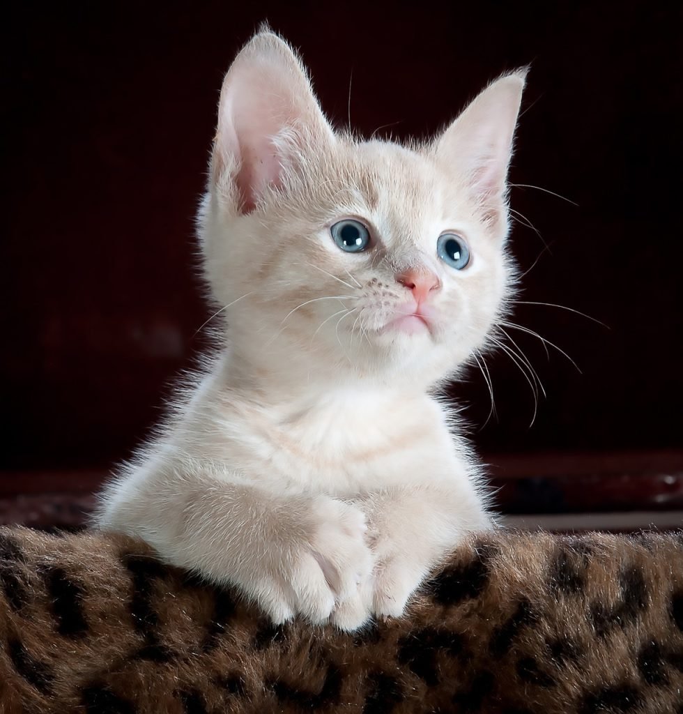 cat, kitten, pet, kitty, young cat, animal, domestic cat, feline, mammal, cute, adorable, portrait, cat portrait, nature, cat, cat, cat, cat, cat