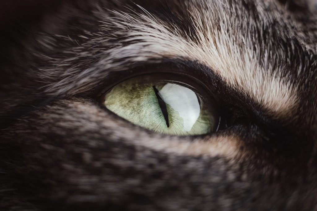 cat, animal, eye, head, pet, feline, macro, closeup, cat, cat, cat, cat, cat, eye, eye, eye, nature, eye