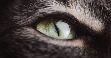 cat, animal, eye, head, pet, feline, macro, closeup, cat, cat, cat, cat, cat, eye, eye, eye, nature, eye
