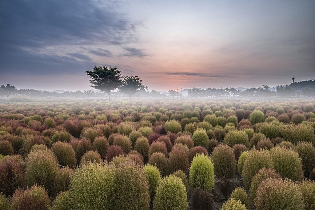 tree, fog, dawn