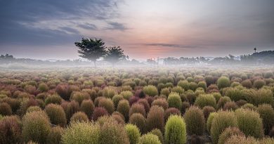 tree, fog, dawn