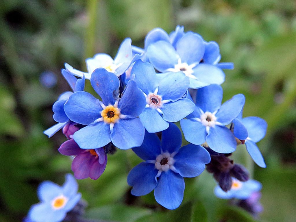 plant, beautiful flowers, flower, flower background, blue, forget-me-not, forget-me-not, forget-me-not, forget-me-not, nature, flower wallpaper, forget-me-not, forget-me-not