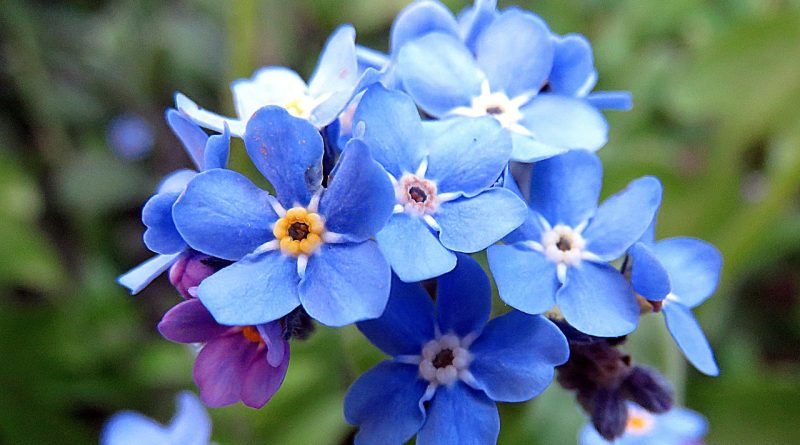 plant, beautiful flowers, flower, flower background, blue, forget-me-not, forget-me-not, forget-me-not, forget-me-not, nature, flower wallpaper, forget-me-not, forget-me-not