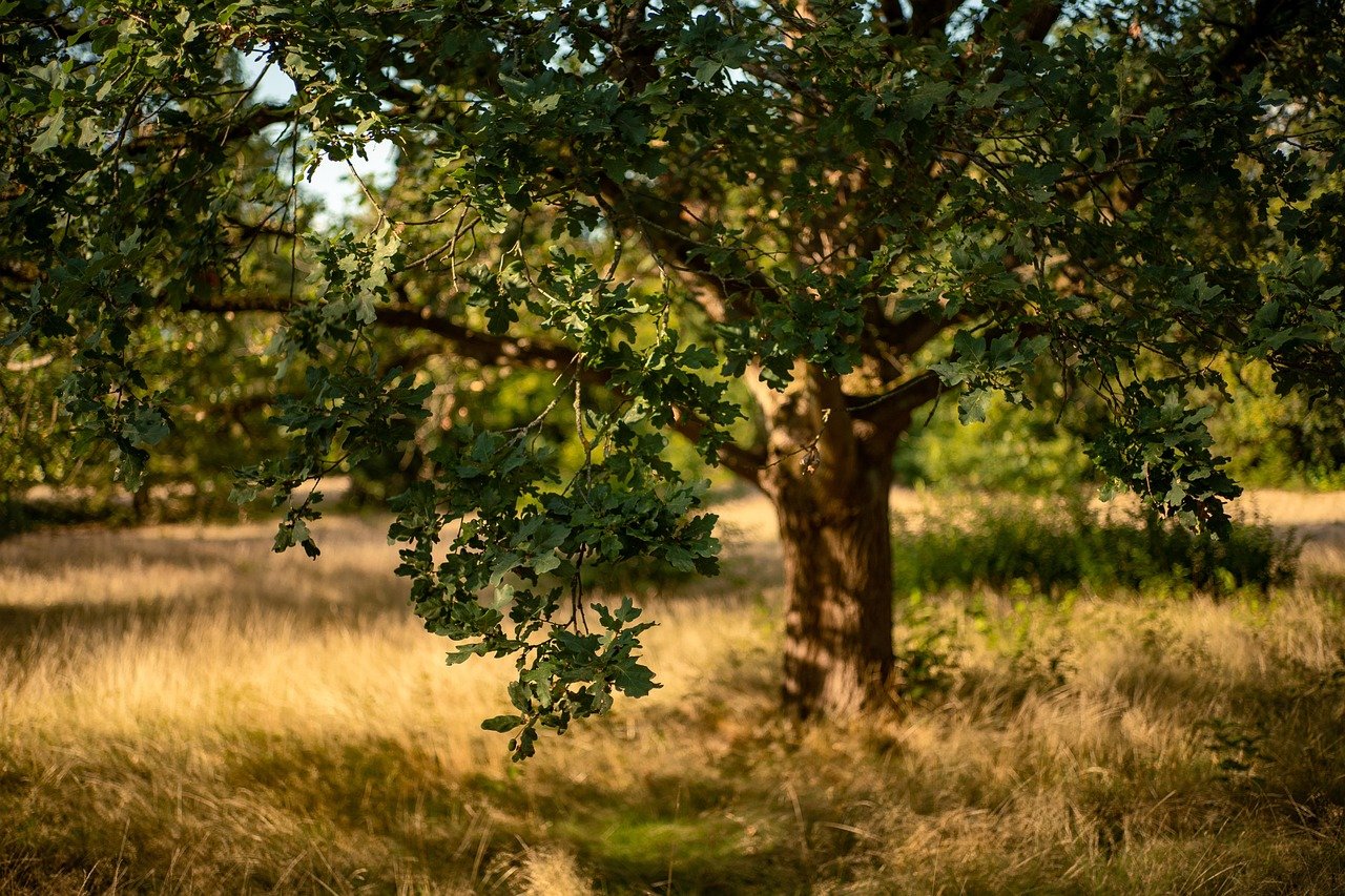 oak, tree, forest, meadow, nature, fall, grass, big tree, sunlight