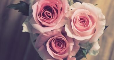 roses, pink, flowers, flower wallpaper, flower background, nature, bouquet, romantic, wedding, marriage, anniversary, beautiful flowers, gift, celebration, engagement