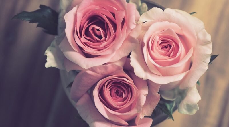 roses, pink, flowers, flower wallpaper, flower background, nature, bouquet, romantic, wedding, marriage, anniversary, beautiful flowers, gift, celebration, engagement
