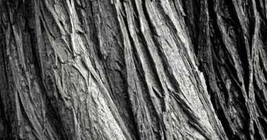 tree, tree bark, tribe, wood, tree trunk, bark, texture, rau, surface, nature, old, weathered, old wood, black and white, monochrome, tree, tree, tree bark, wood, wood, wood, bark, texture, texture, texture, texture, texture