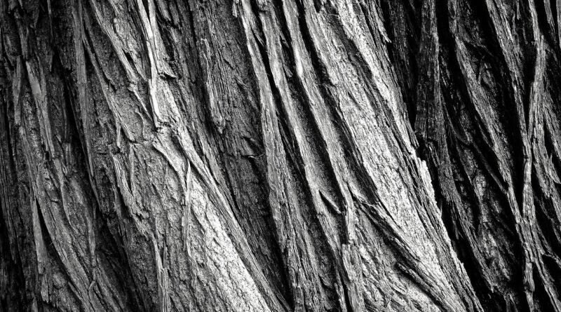 tree, tree bark, tribe, wood, tree trunk, bark, texture, rau, surface, nature, old, weathered, old wood, black and white, monochrome, tree, tree, tree bark, wood, wood, wood, bark, texture, texture, texture, texture, texture