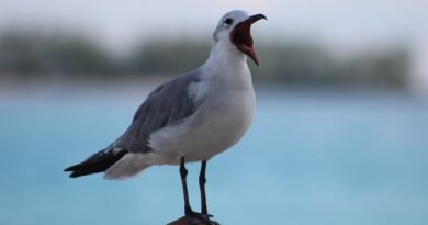 seagull, seabird, wildlife, animal, gull, white, feather, freedom, wing, nature, beak, shout, open beak