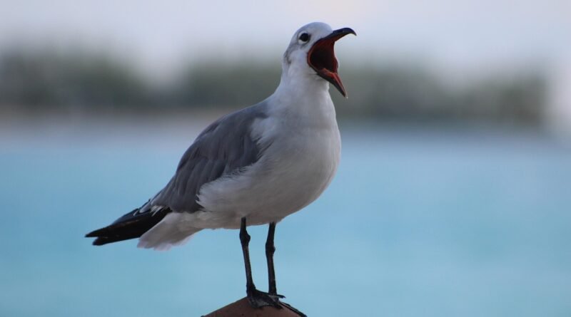 seagull, seabird, wildlife, animal, gull, white, feather, freedom, wing, nature, beak, shout, open beak