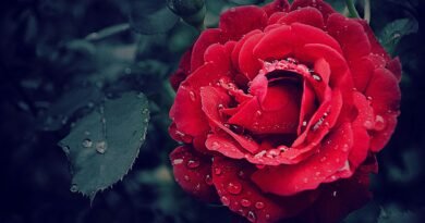 Close-up of a vibrant red rose adorned with fresh dewdrops, capturing natural beauty.