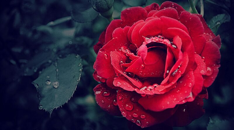 Close-up of a vibrant red rose adorned with fresh dewdrops, capturing natural beauty.