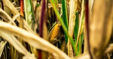Detailed close-up of corn cob growing among dried leaves in a summer field.