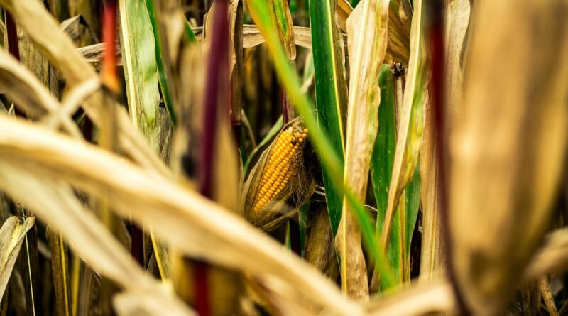 Detailed close-up of corn cob growing among dried leaves in a summer field.
