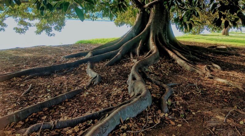 Explore the striking roots of a big fig tree in Albert Park, Australia. Nature's intricate beauty captured.